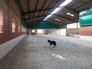 Trainingshalle der Hundeschule Greven von innen